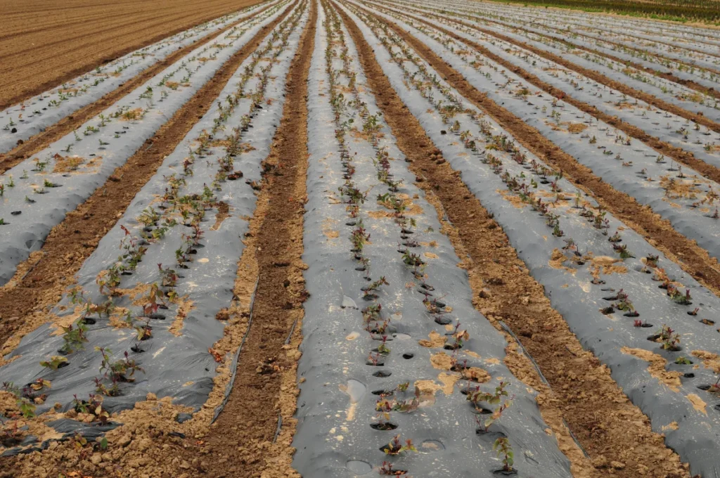 ¿Qué es Agromoulch? Una lámina de acolchado que hace la diferencia - Grupo GHA